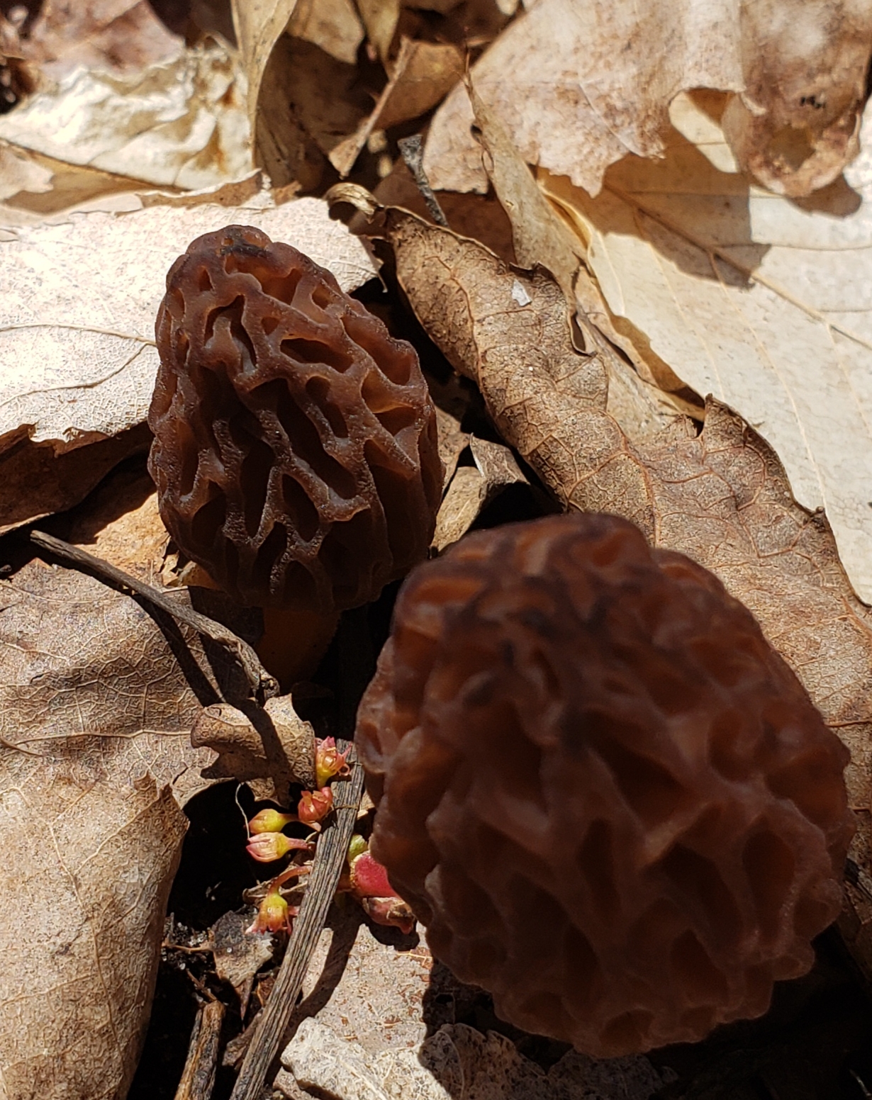 The Black Morel The Mushroom Hole