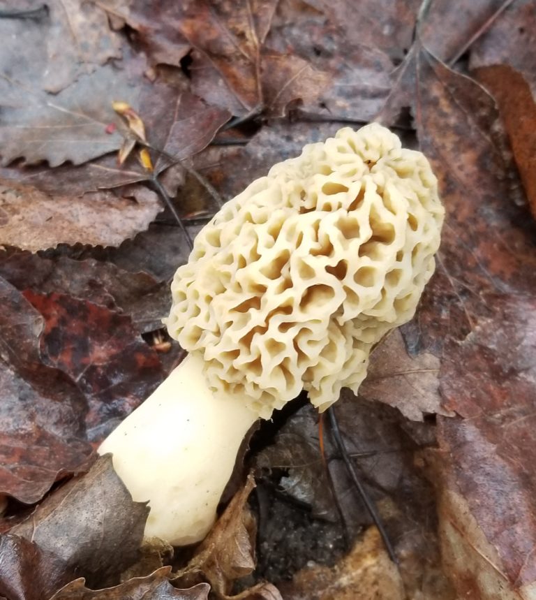 The Yellow Morel The Mushroom Hole