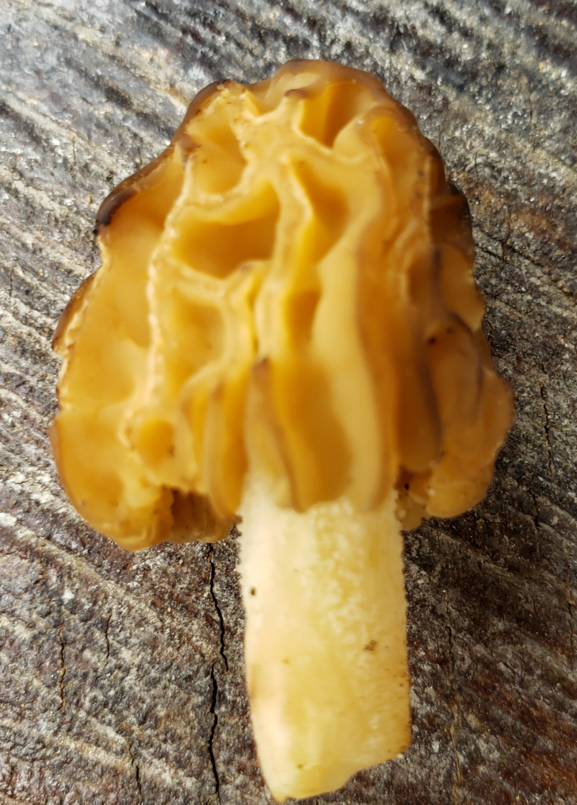 The HalfFree Morel The Mushroom Hole