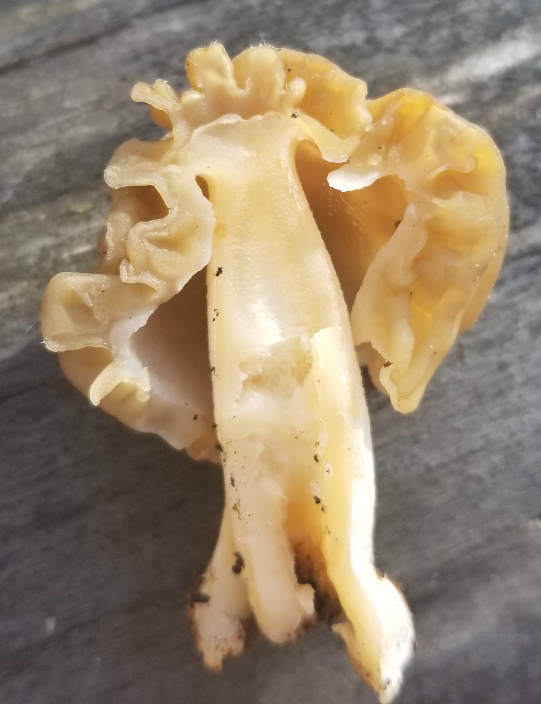 The HalfFree Morel The Mushroom Hole